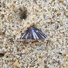 Siphonaria guamensis