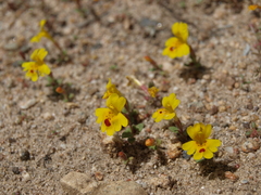 Erythranthe carsonensis