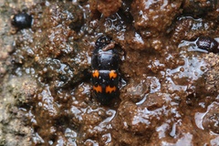 Glischrochilus japonius