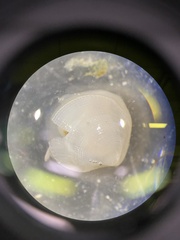 Parvilucina crenella