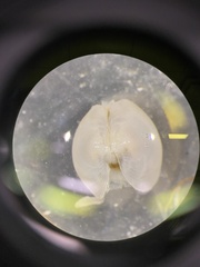 Parvilucina crenella