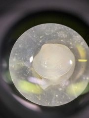 Parvilucina crenella