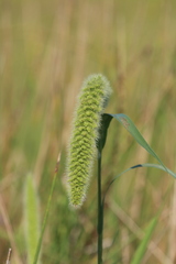 Setaria magna