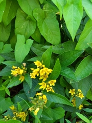 Lysimachia vulgaris