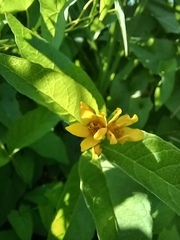 Lysimachia vulgaris