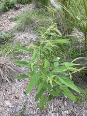 Desmodium floridanum