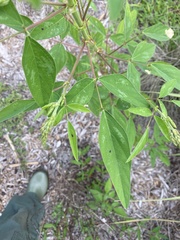 Desmodium floridanum