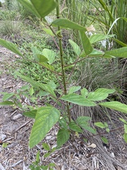 Desmodium floridanum