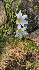 Pulsatilla tenuiloba