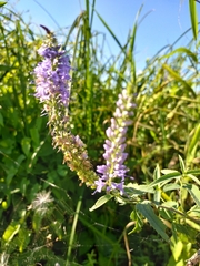 Veronica longifolia