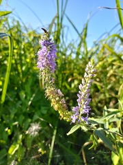 Veronica longifolia