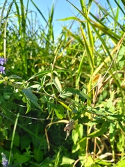 Veronica longifolia