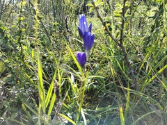 Gentiana decumbens