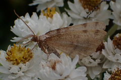 Macaria occiduaria