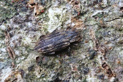 Dastarcus helophoroides