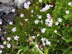 Petrorhagia saxifraga