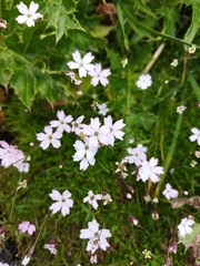 Petrorhagia saxifraga