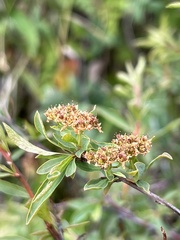Spiraea alpina