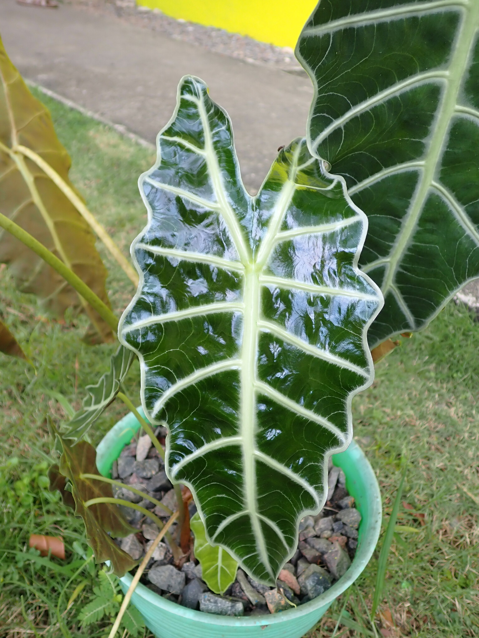 Alocasia × mortfontanensis André 3