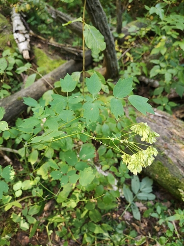 Thalictrum aquilegiifolium