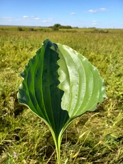 Plantago maxima