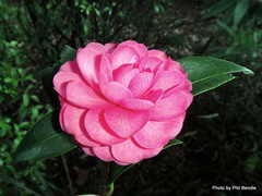 Camellia pitardii