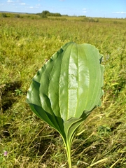 Plantago maxima