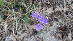 Campanula lusitanica