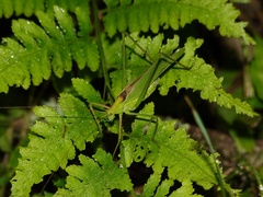 Kuwayamaea sapporensis