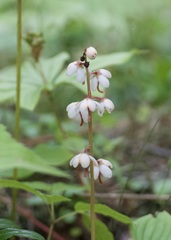 Pyrola elliptica