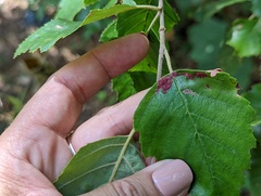 Acalitus longisetosus