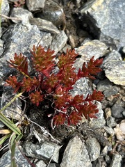 Rhodiola quadrifida