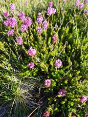 Erica spiculifolia
