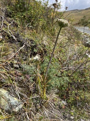 Phlojodicarpus villosus