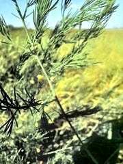 Asparagus officinalis