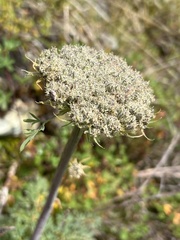 Phlojodicarpus villosus