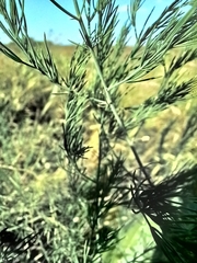 Asparagus officinalis