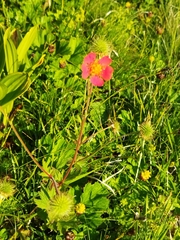 Geum coccineum