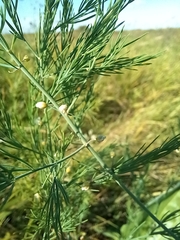 Asparagus officinalis