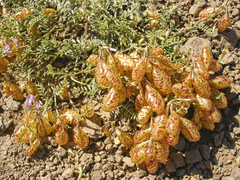 Astragalus whitneyi