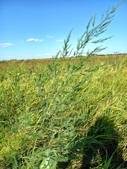 Asparagus officinalis