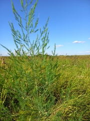 Asparagus officinalis