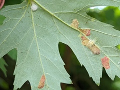 Eriophyes aceris