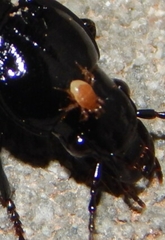 Parasitinae