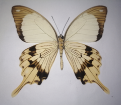 Papilio dardanus