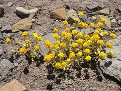 Eriogonum rosense