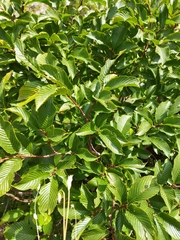 Rhamnus fallax