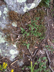 Selaginella rupestris