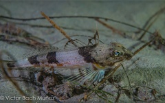 Chitonotus pugetensis