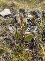 Lagotis integrifolia